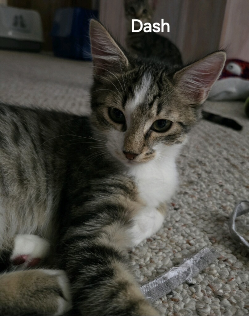 Cat for adoption Dash, a Domestic Short Hair in Daytona Beach, FL