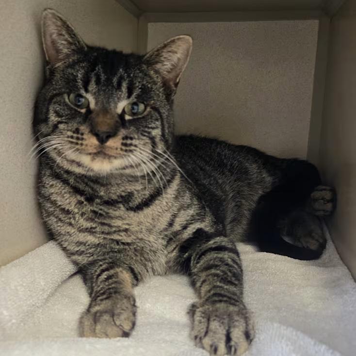 Tate, Adoptable, Adult Male Domestic Short Hair.