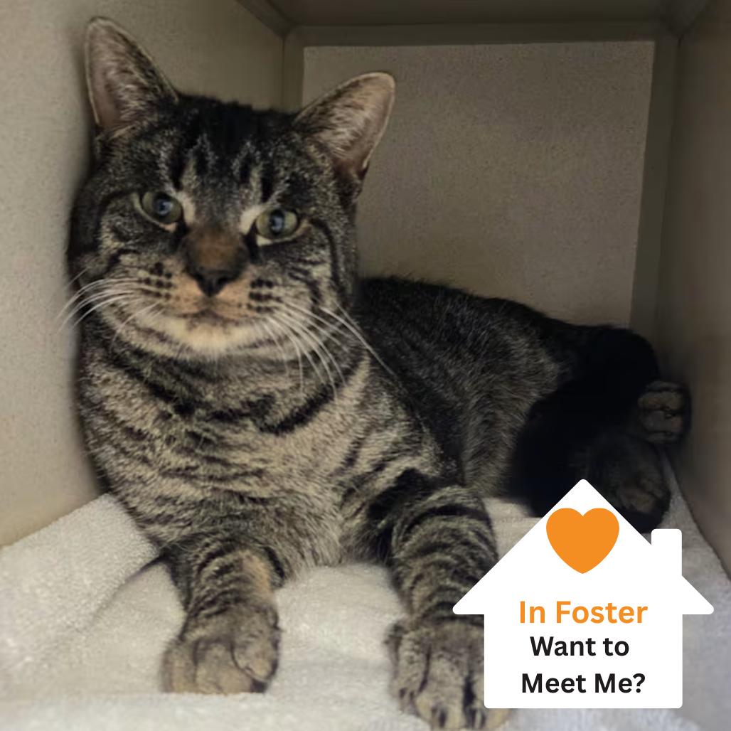 Enlarge Tate, a Adoptable Domestic Short Hair in Salt Lake City, UT image 2/2