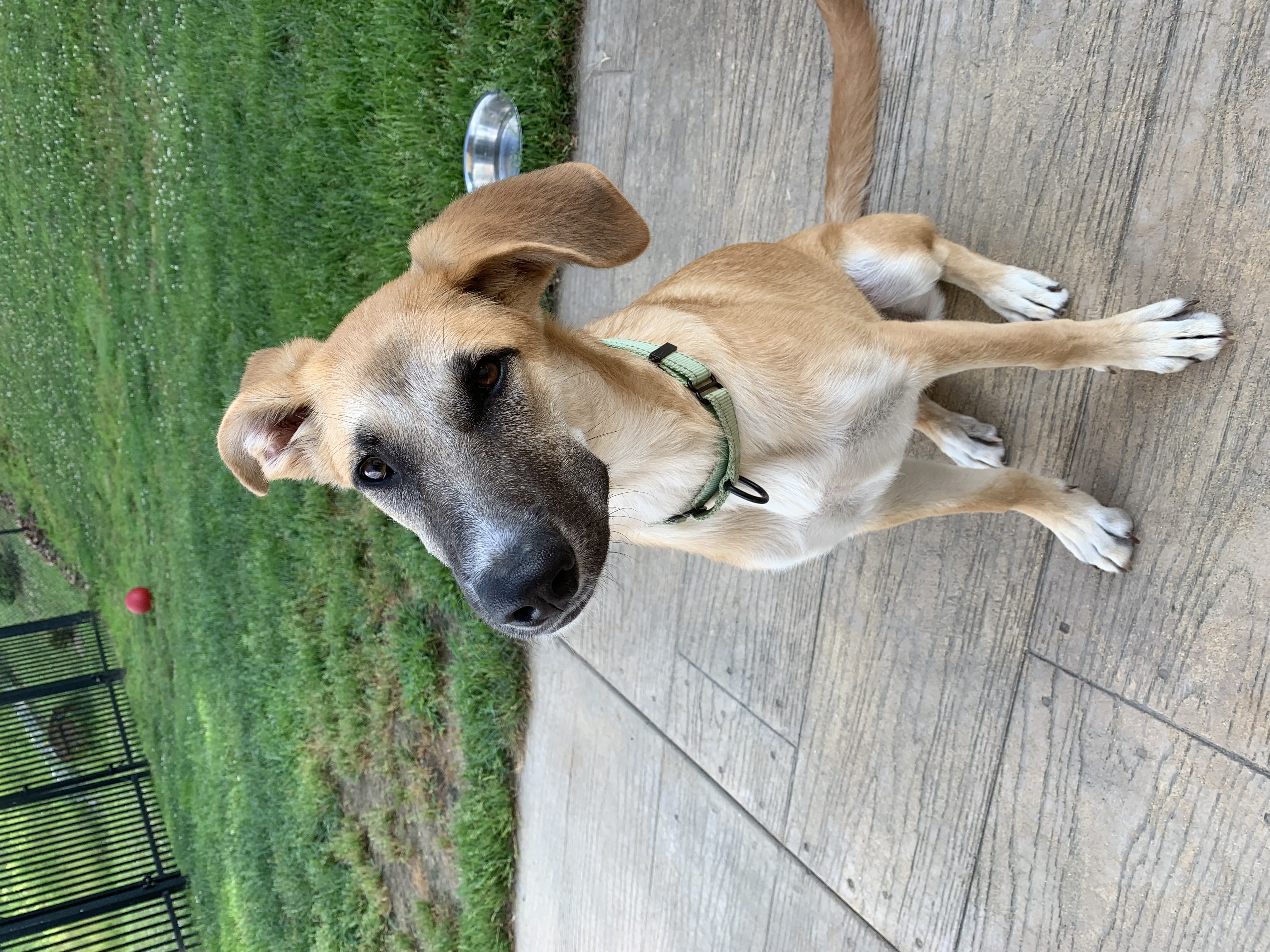 Freedom in NH! Come Meet our Adoptable Dogs Wednesday , Thursday, Saturday. More info in Bio!