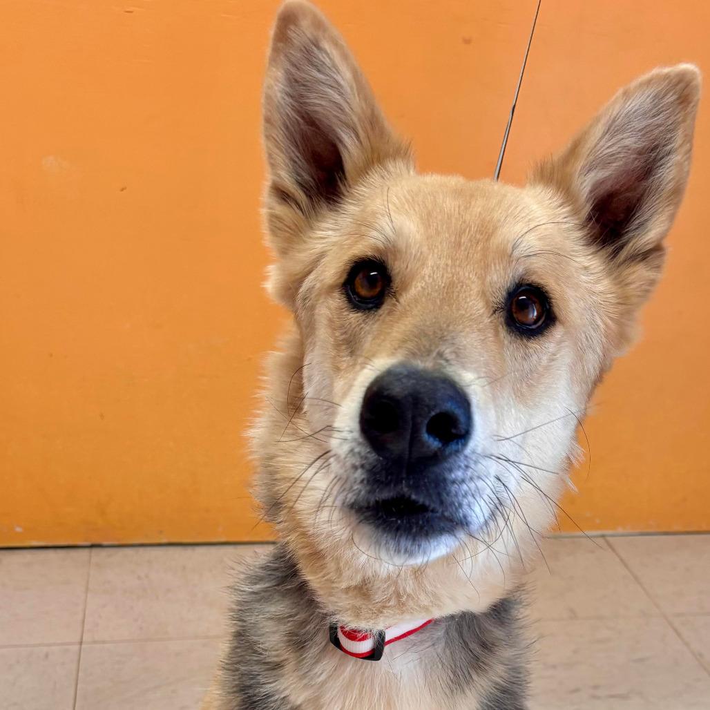 Enlarge SULLY, an adopted mixed breed in Joshua Tree, CA image 2/2