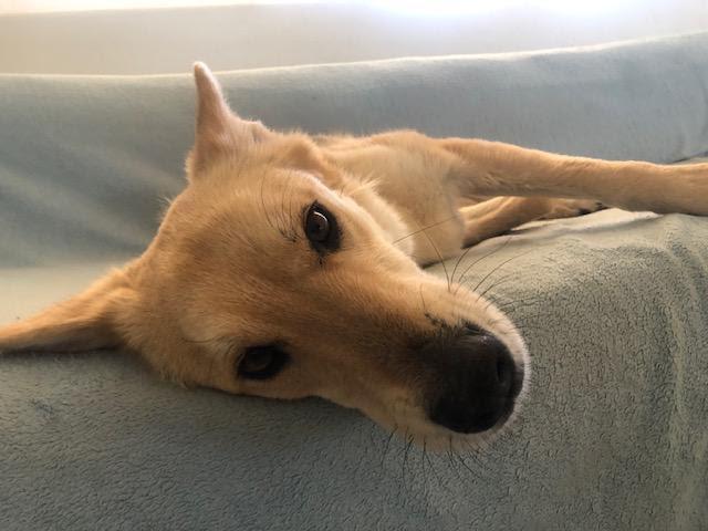 Enlarge SULLY, an adopted mixed breed in Joshua Tree, CA image 1/2