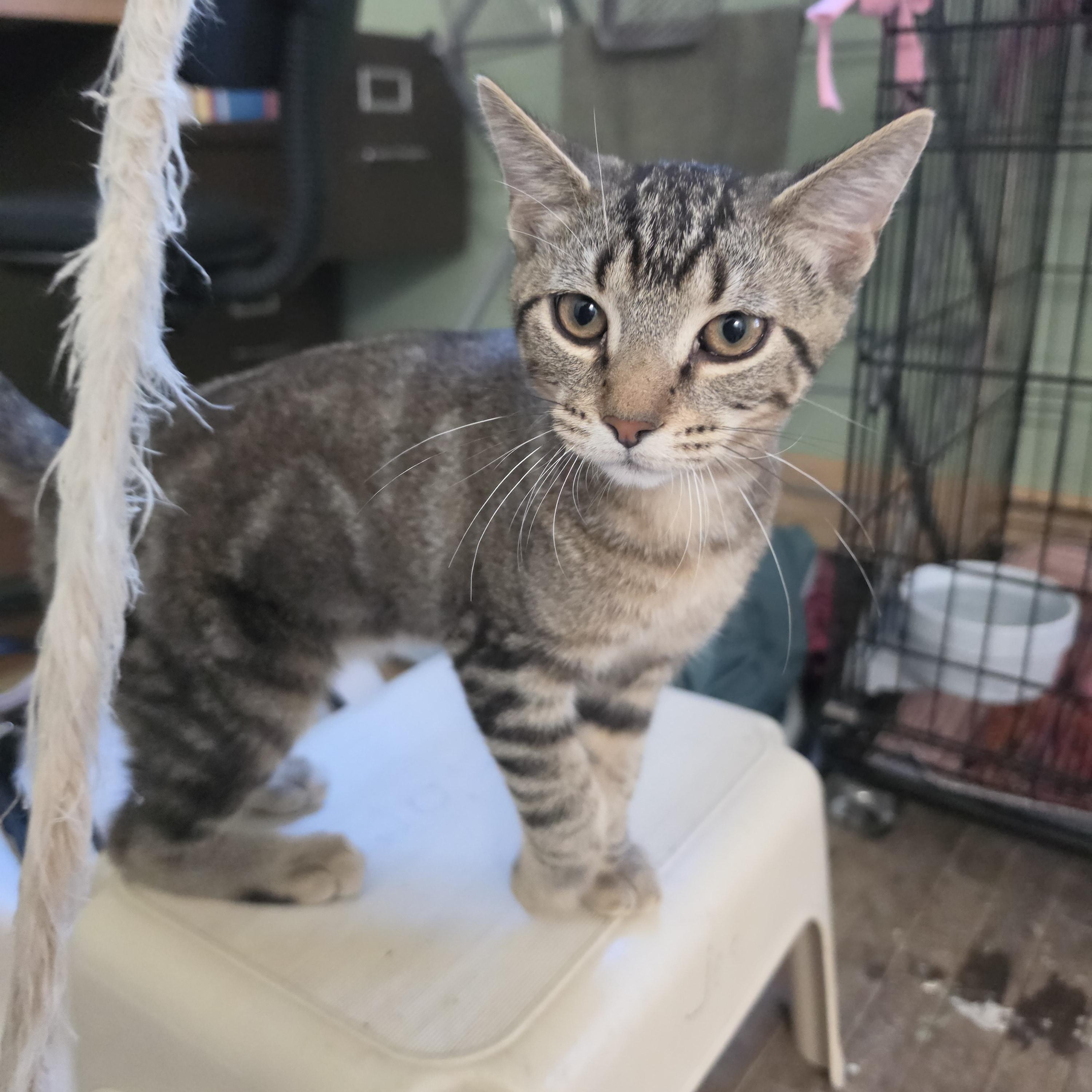 John John, Adoptable, Young Male Domestic Short Hair.