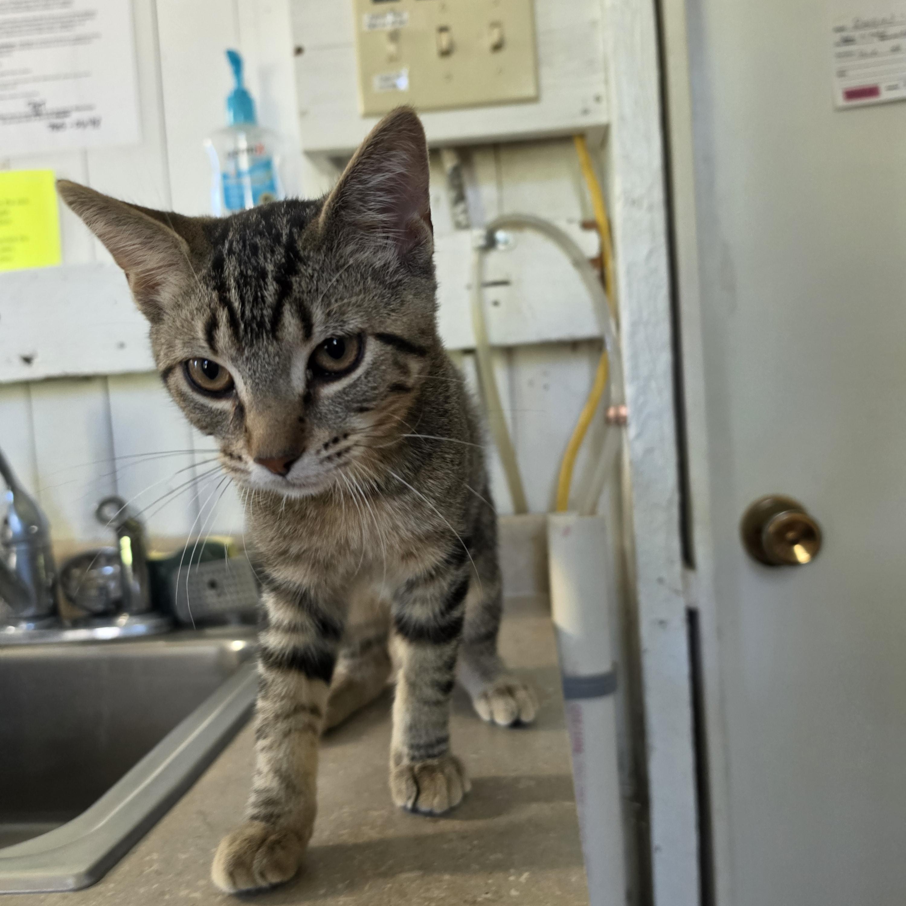 Enlarge John John, a Adoptable mixed breed in Wild Rose, WI image 2/3