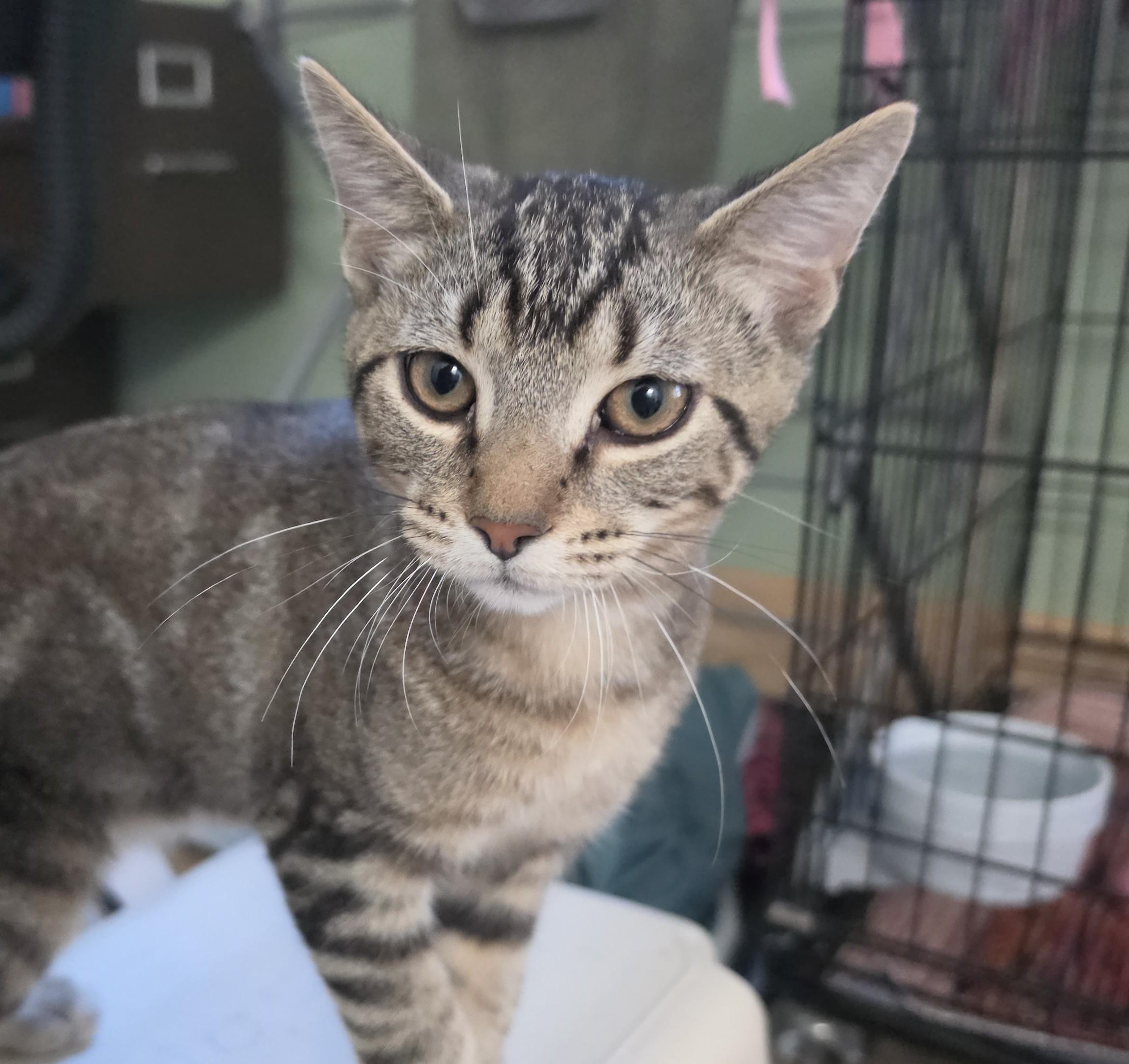 Enlarge John John, a Adoptable mixed breed in Wild Rose, WI image 3/3
