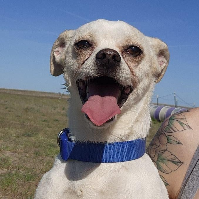 Enlarge Draco, a Adoptable mixed breed in Seattle, WA image 4/5