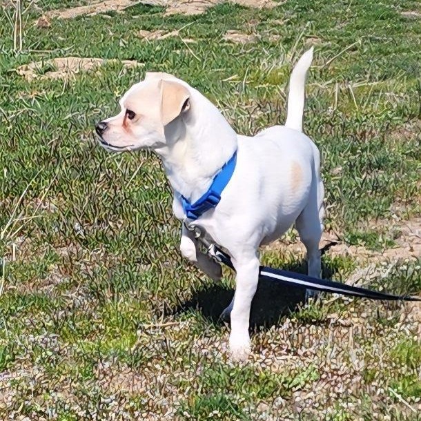 Enlarge Draco, a Adoptable mixed breed in Seattle, WA image 2/5