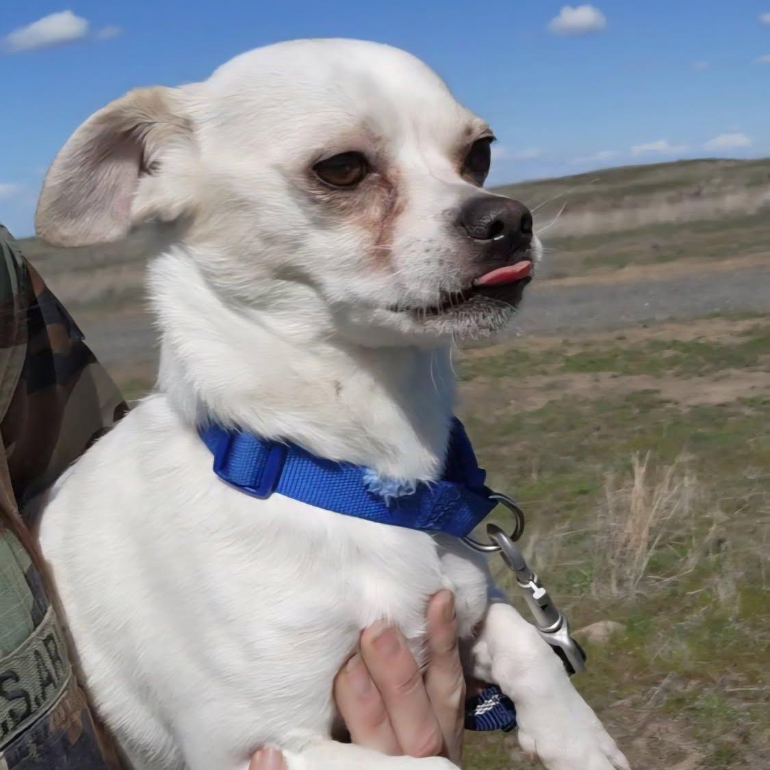 Enlarge Draco, a Adoptable mixed breed in Seattle, WA image 5/5