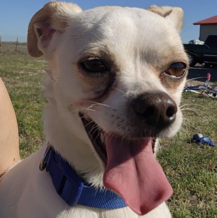 Enlarge Draco, a Adoptable mixed breed in Seattle, WA image 1/5