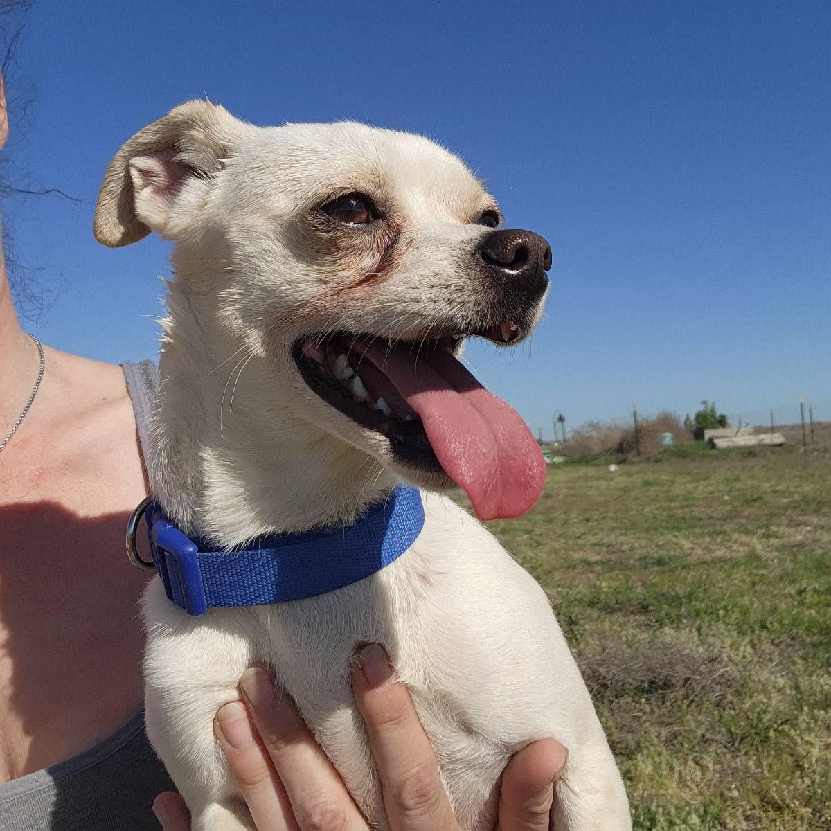 Enlarge Draco, a Adoptable mixed breed in Seattle, WA image 3/5