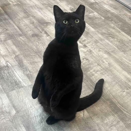 Enlarge Jeffrey @ Fat Cat Cafe, an adoptable Domestic Short Hair in Tallahassee, FL image 2/6