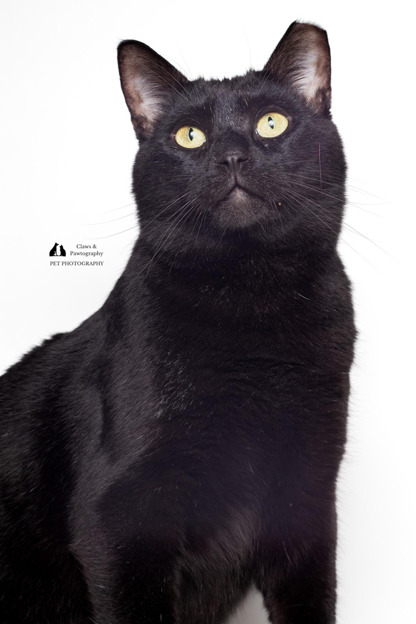 Enlarge Jeffrey @ Fat Cat Cafe, an adoptable Domestic Short Hair in Tallahassee, FL image 4/6