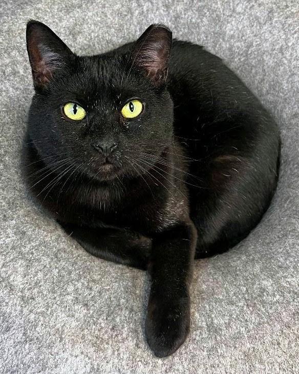 Enlarge Jeffrey @ Fat Cat Cafe, an adoptable Domestic Short Hair in Tallahassee, FL image 3/6