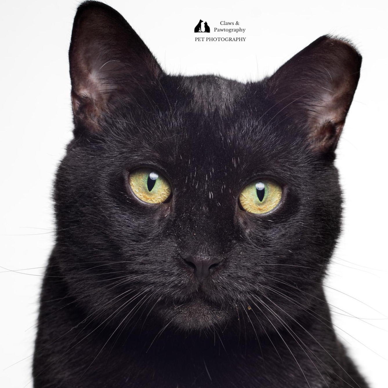 Enlarge Jeffrey @ Fat Cat Cafe, an adoptable Domestic Short Hair in Tallahassee, FL image 1/6