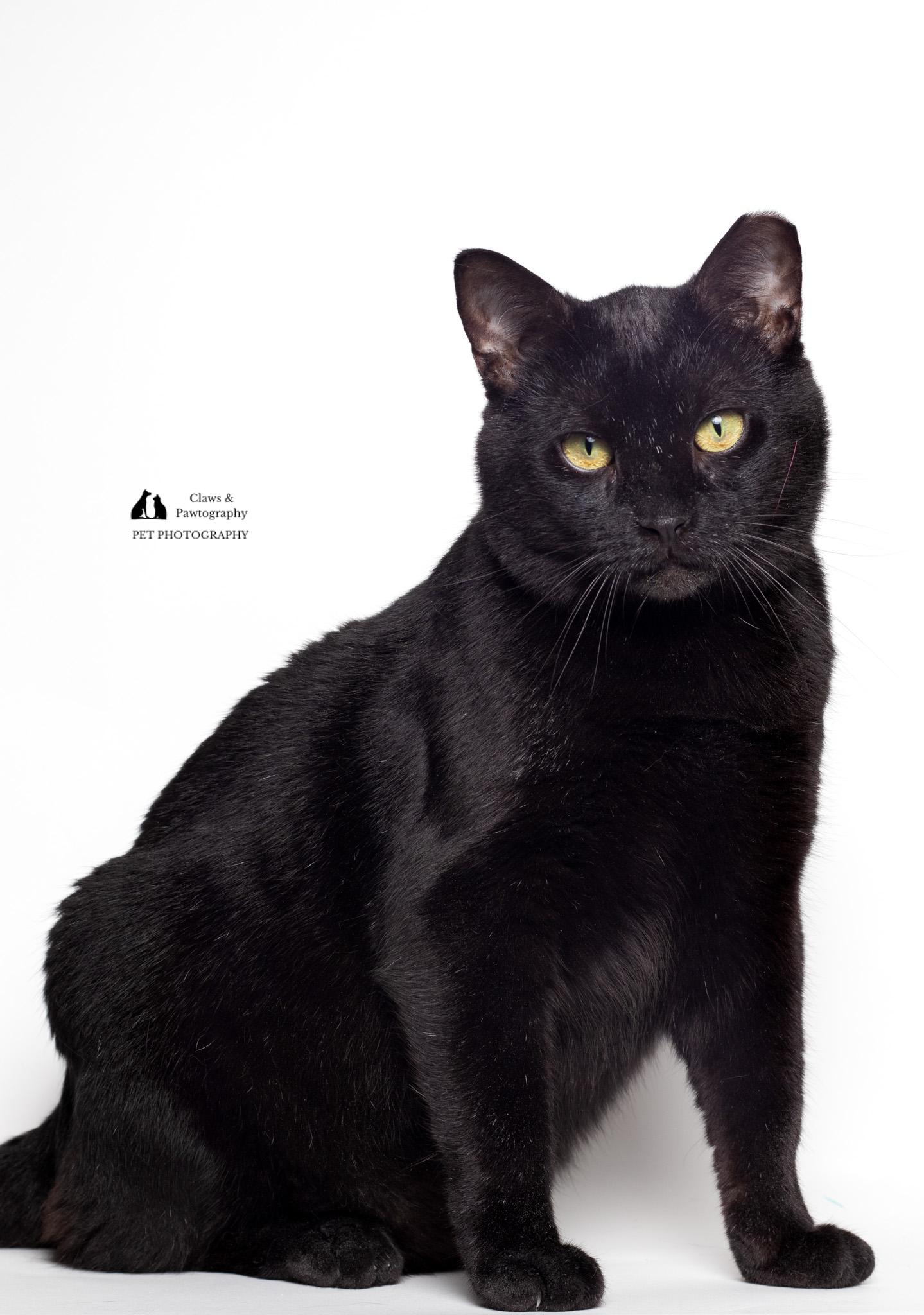 Enlarge Jeffrey @ Fat Cat Cafe, an adoptable Domestic Short Hair in Tallahassee, FL image 5/6