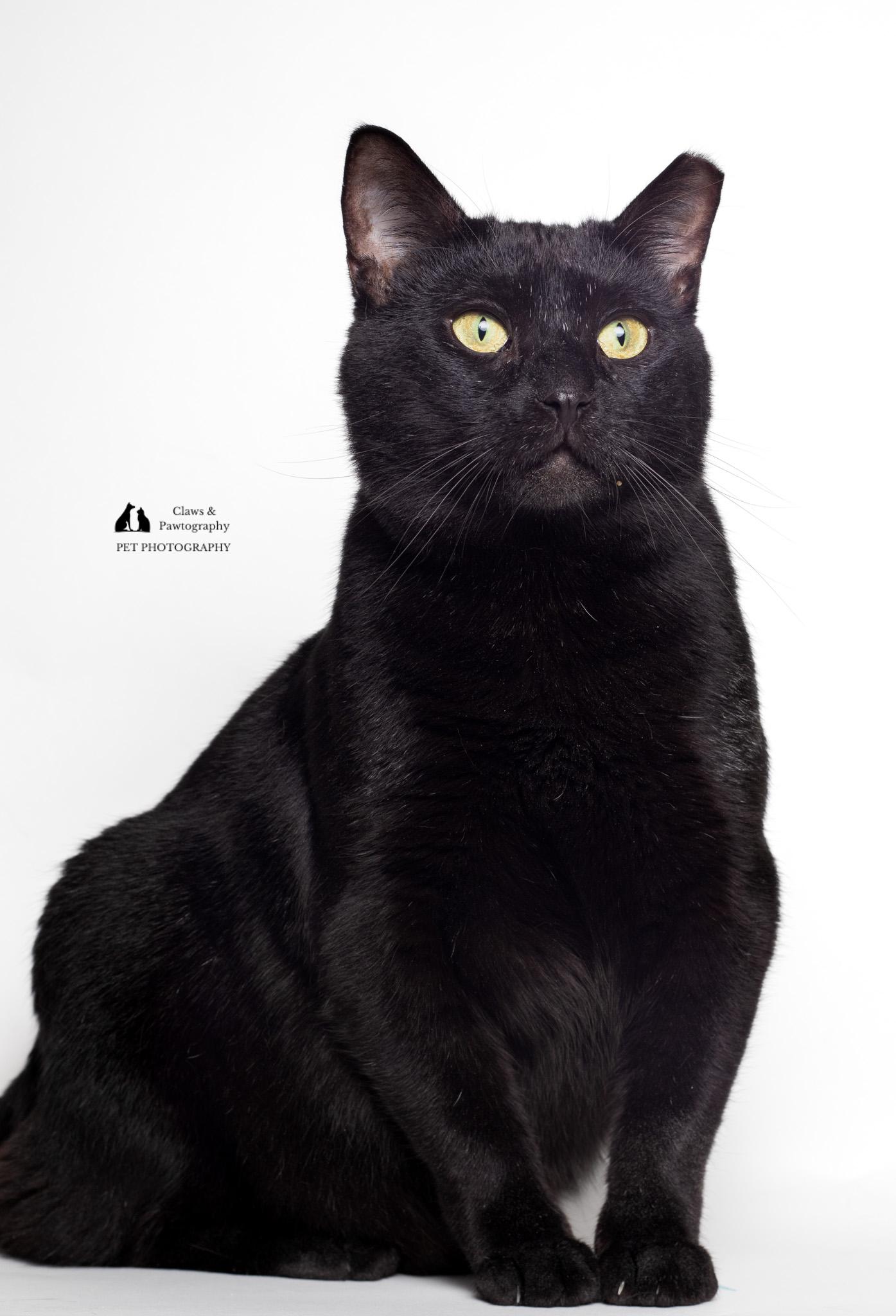 Enlarge Jeffrey @ Fat Cat Cafe, an adoptable Domestic Short Hair in Tallahassee, FL image 6/6