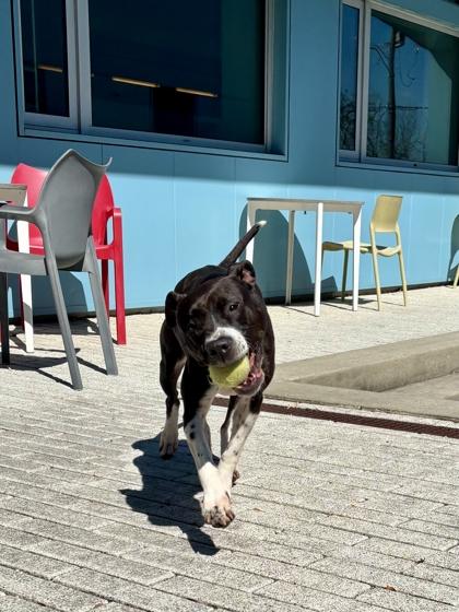 Missy (Underdog, New Leash On Life), Adoptable, Adult Female Pit Bull Terrier & Mixed Breed.