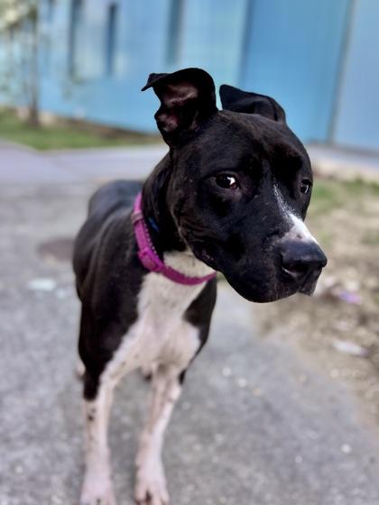 Enlarge Missy (Underdog, New Leash On Life), a Adoptable mixed breed in New Orleans, LA image 2/3