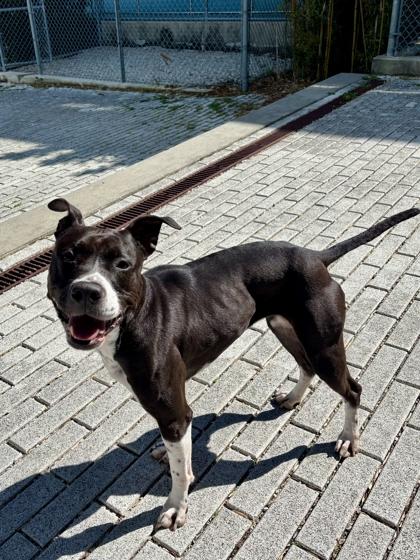 Enlarge Missy (Underdog, New Leash On Life), a Adoptable mixed breed in New Orleans, LA image 3/3