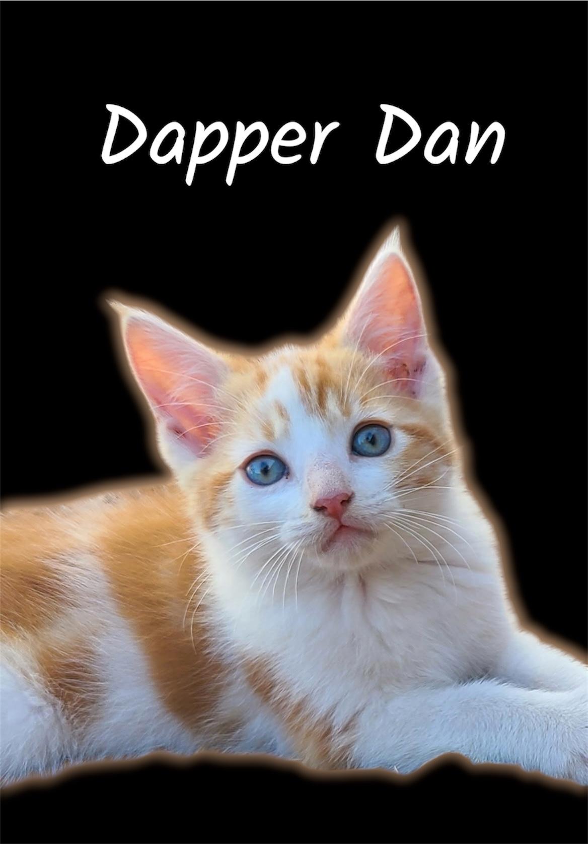 Dapper Dan, adoptable, Kitten Male Domestic Short Hair.