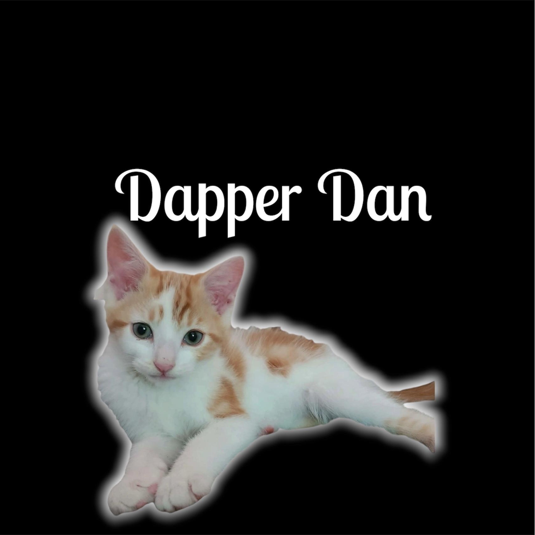Enlarge Dapper Dan, a ADOPTABLE Domestic Short Hair in Auburn, CA image 1/1