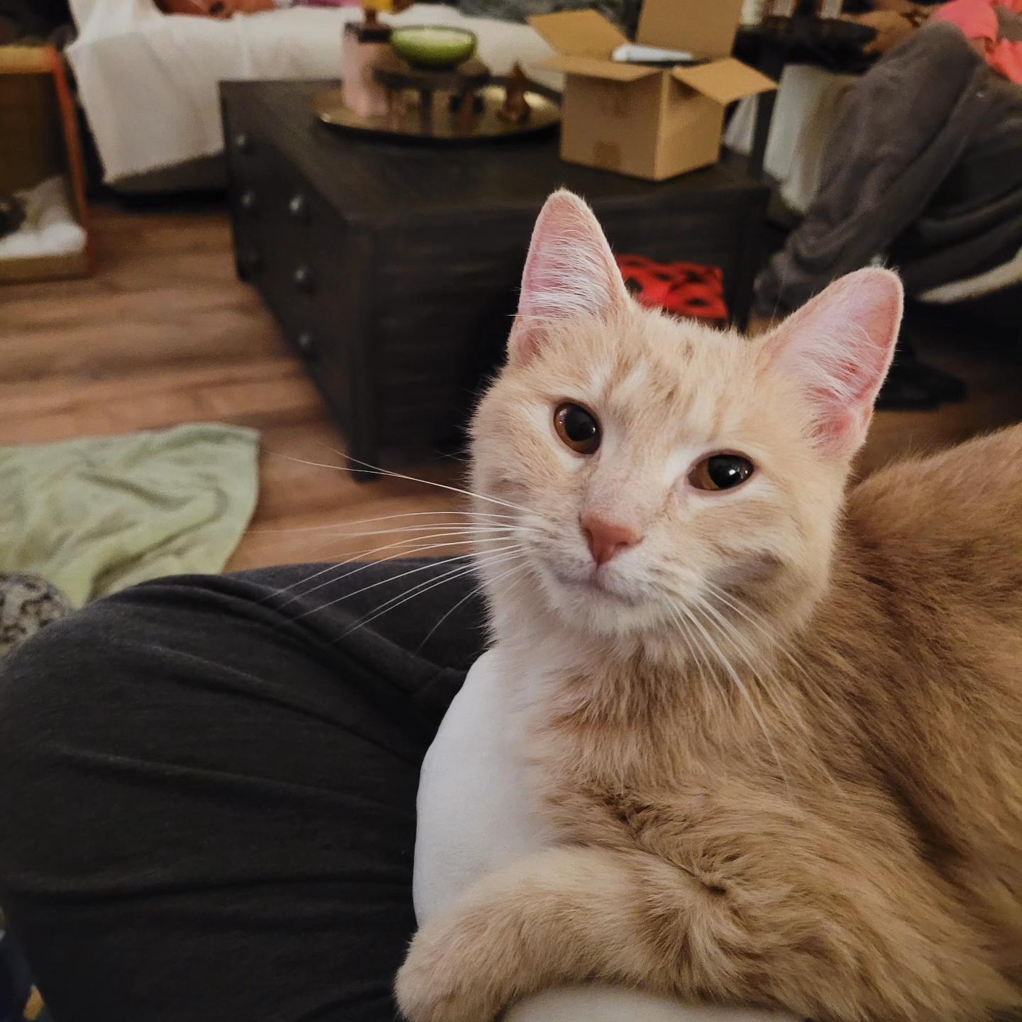 Butter, an adopted Domestic Short Hair in Indianapolis, IN image 1/5