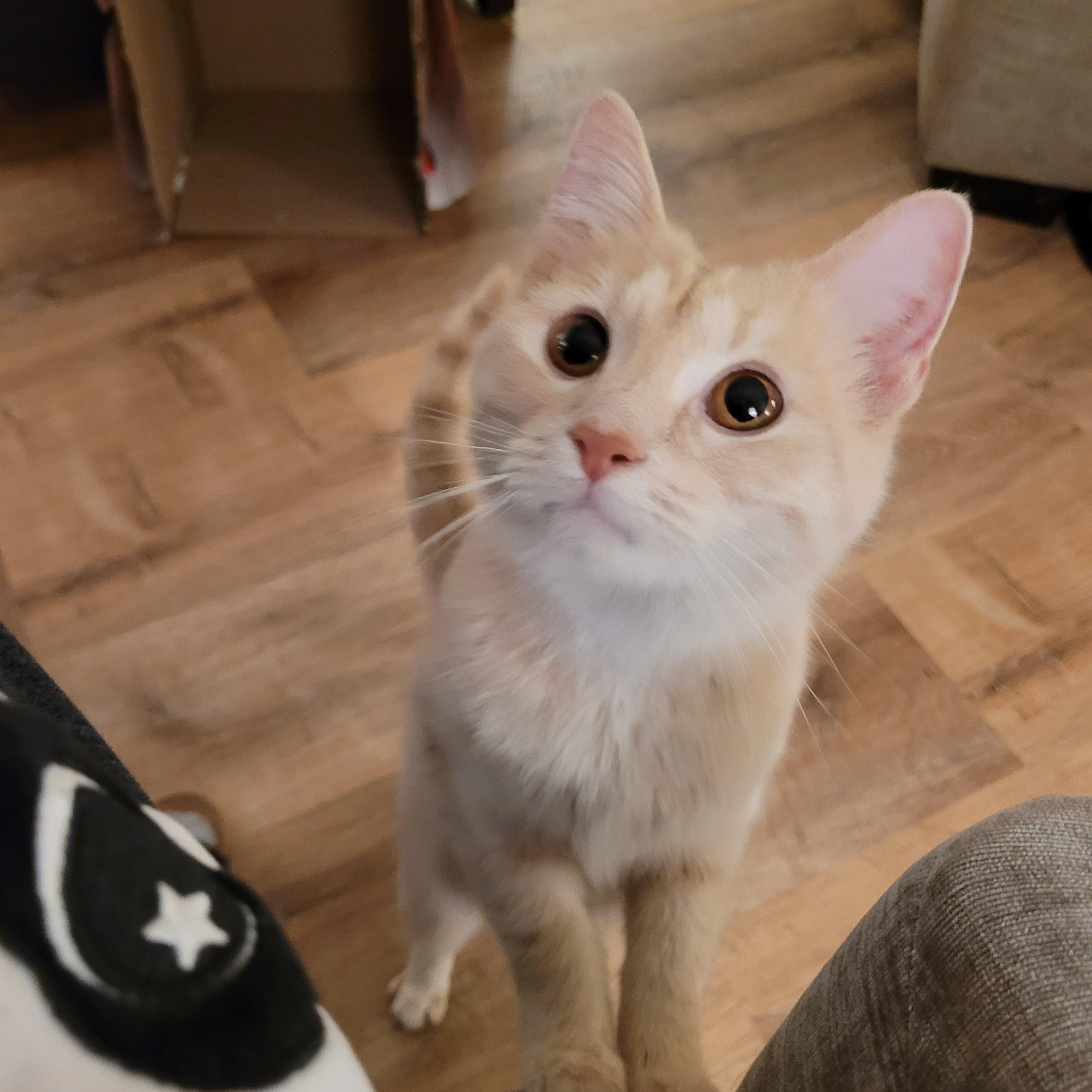 Butter, an adopted Domestic Short Hair in Indianapolis, IN image 2/5