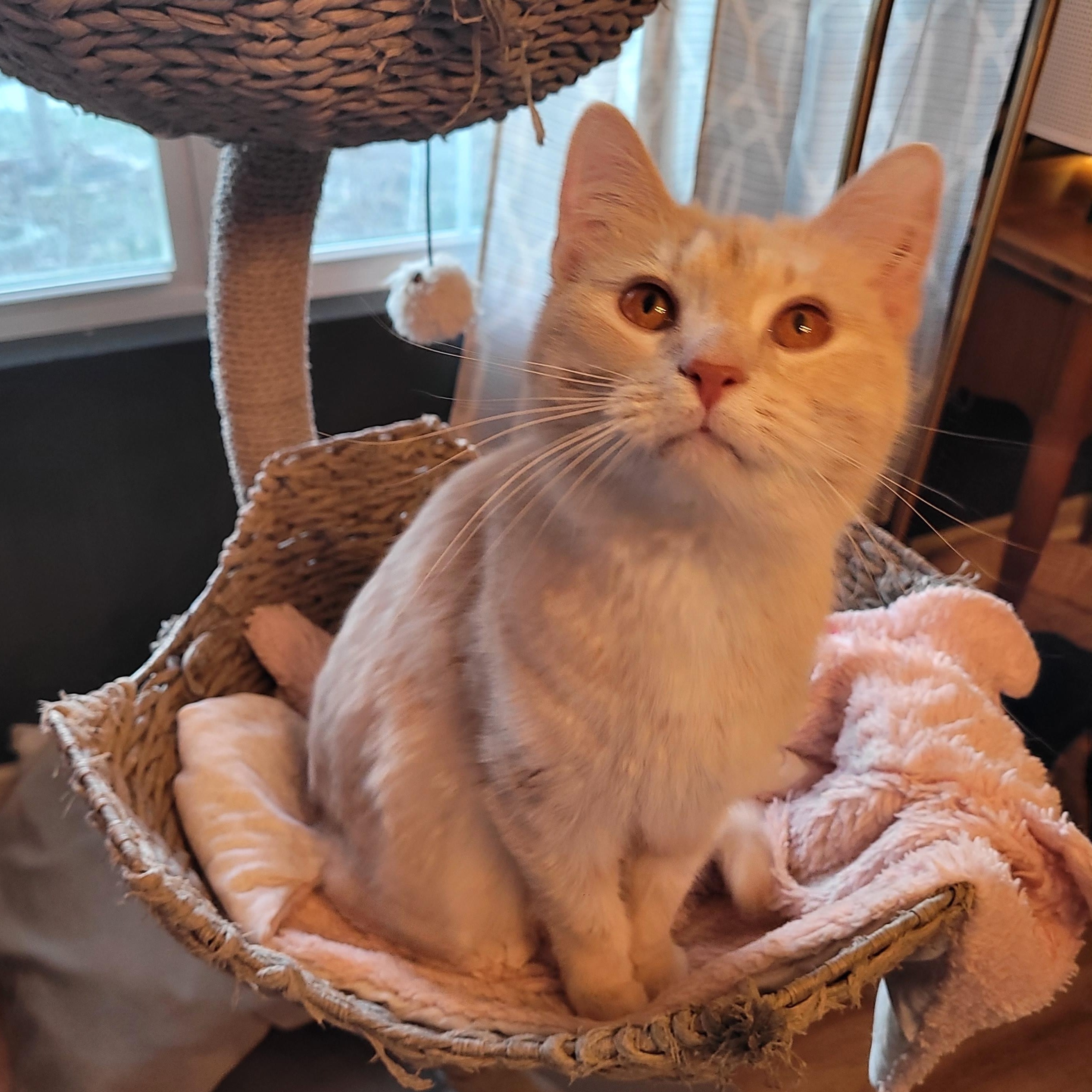 Butter, an adopted Domestic Short Hair in Indianapolis, IN image 3/5