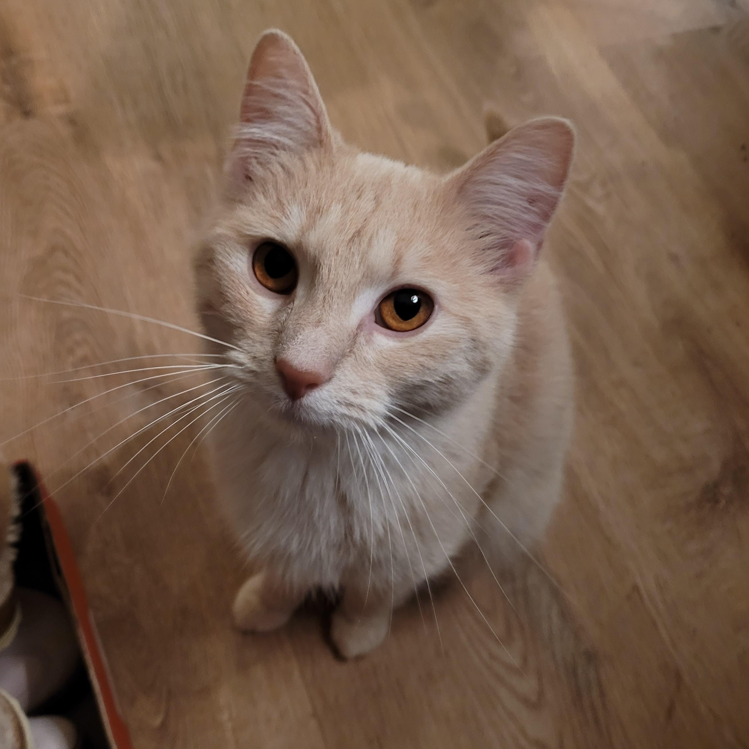 Butter, an adopted Domestic Short Hair in Indianapolis, IN image 4/5