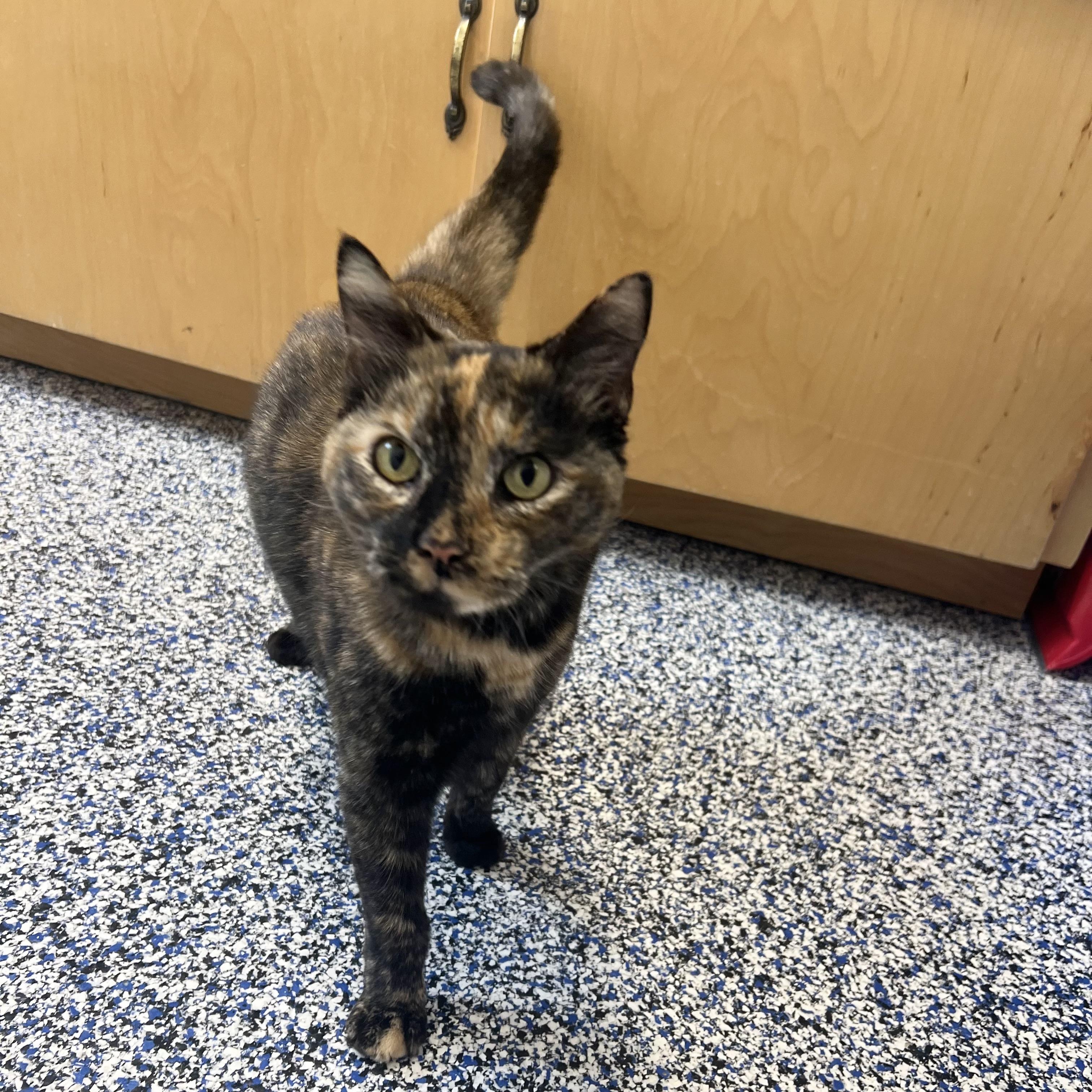 Enlarge Helena, an adoptable Domestic Short Hair in St Stephen, NB image 1/2