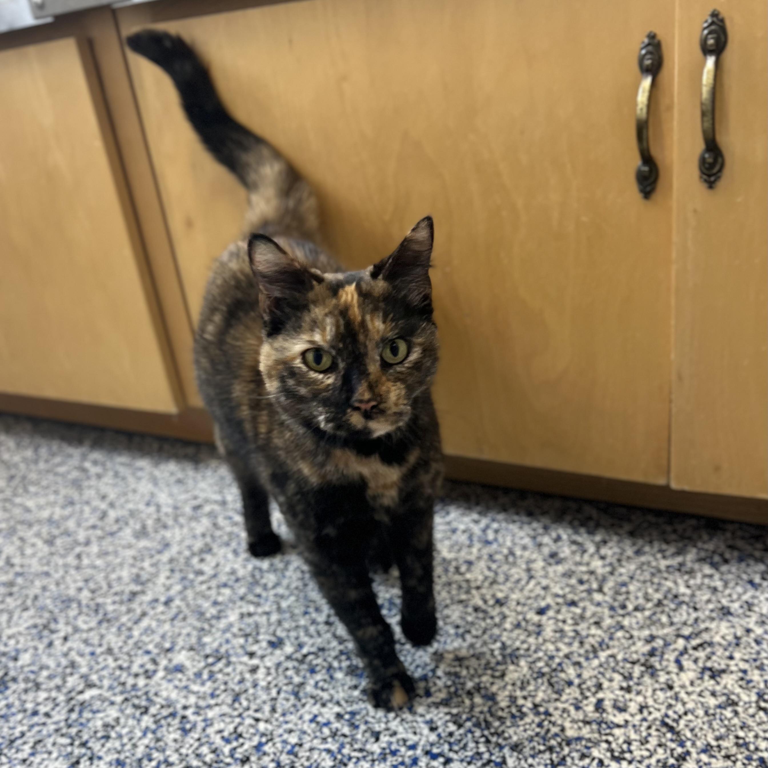 Enlarge Helena, an adoptable Domestic Short Hair in St Stephen, NB image 2/2
