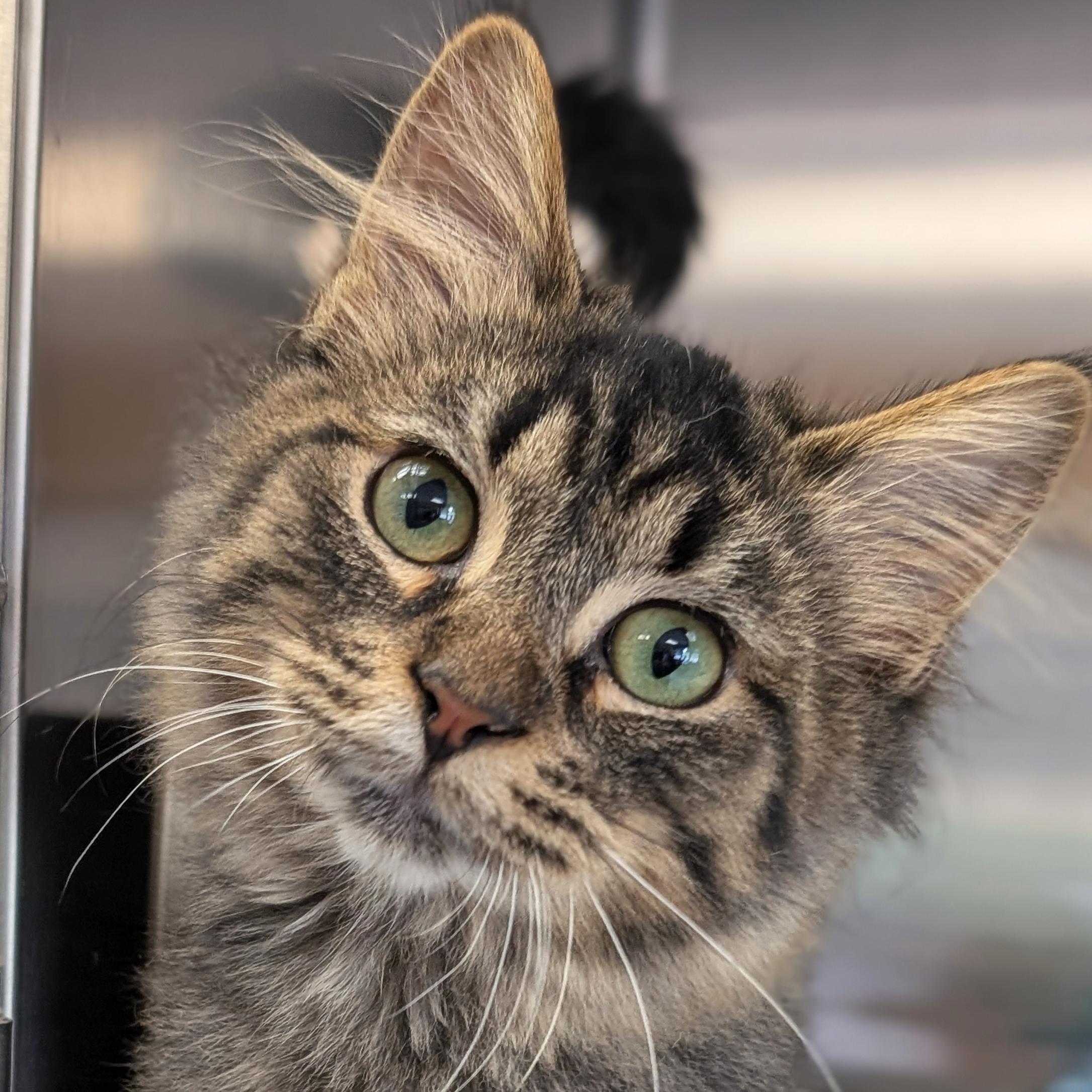 Enlarge Thor - Reduced Fee, a Adopted Domestic Medium Hair in Jefferson, WI image 1/2