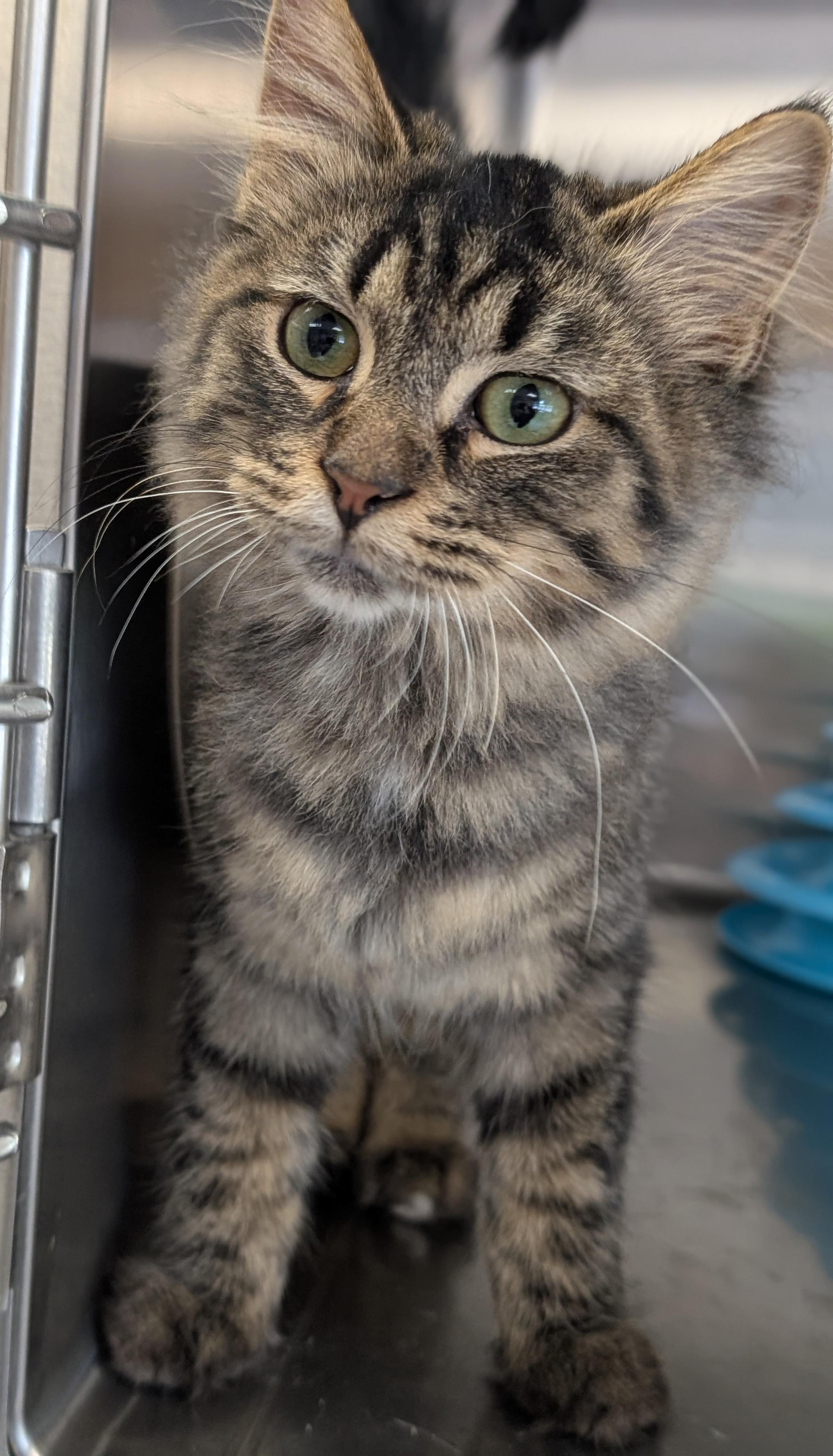 Enlarge Thor - Reduced Fee, a Adopted Domestic Medium Hair in Jefferson, WI image 2/2