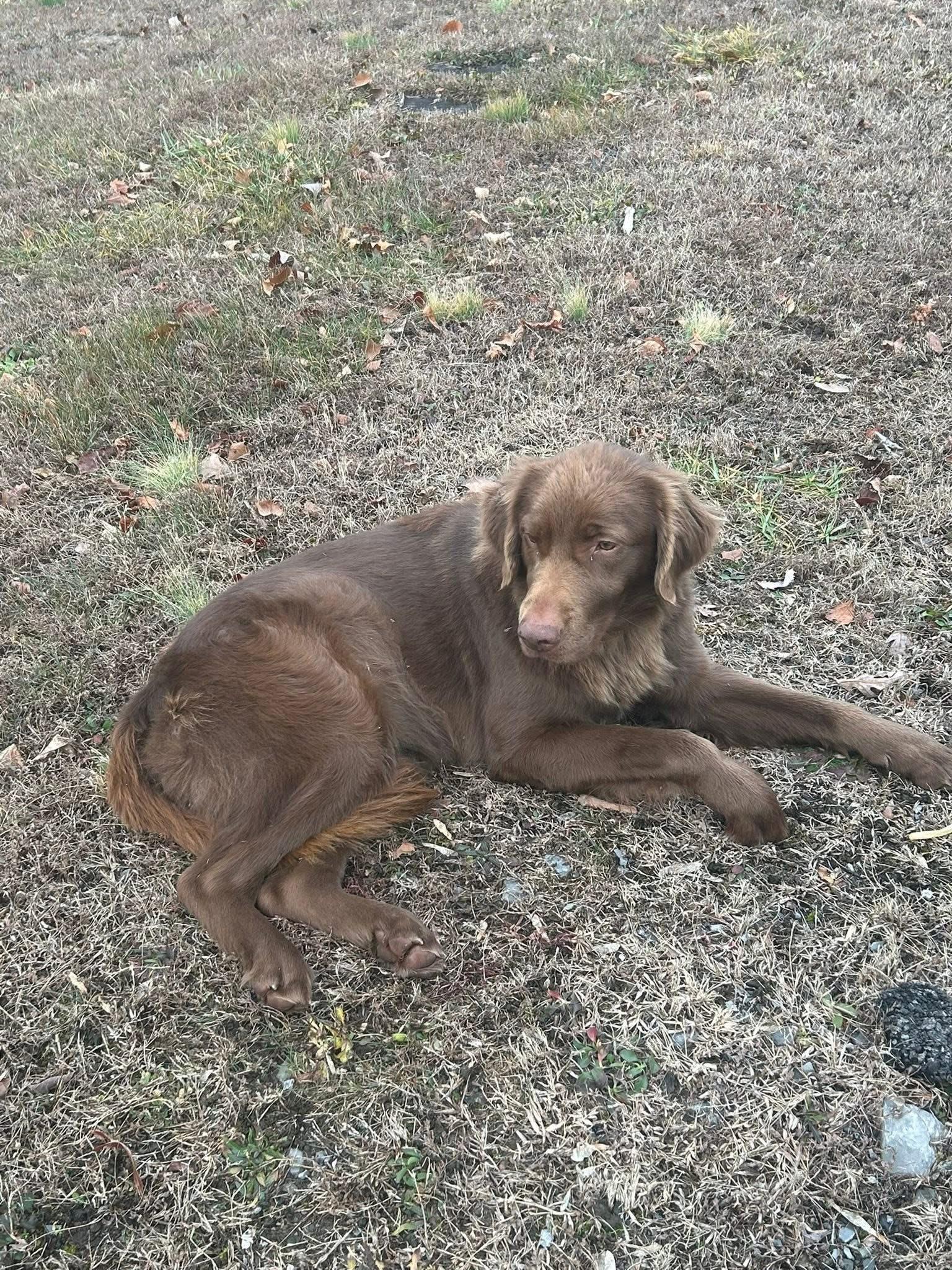 Sylvie (3yo,53lbs), a Adoptable Chocolate Labrador Retriever in Hinton, WV image 1/2