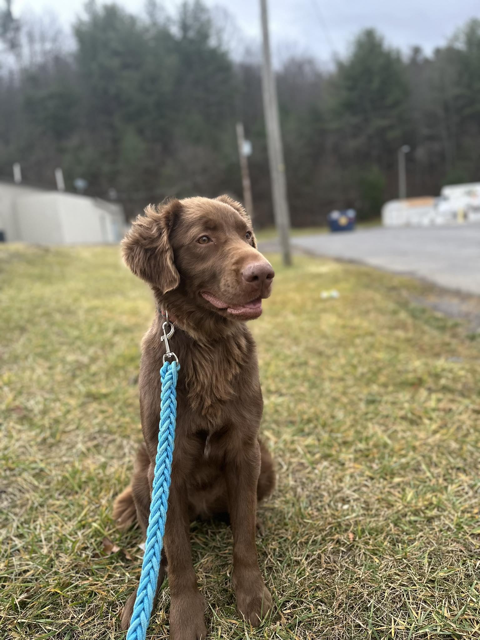 Sylvie (3yo,53lbs), a Adoptable Chocolate Labrador Retriever in Hinton, WV image 2/2