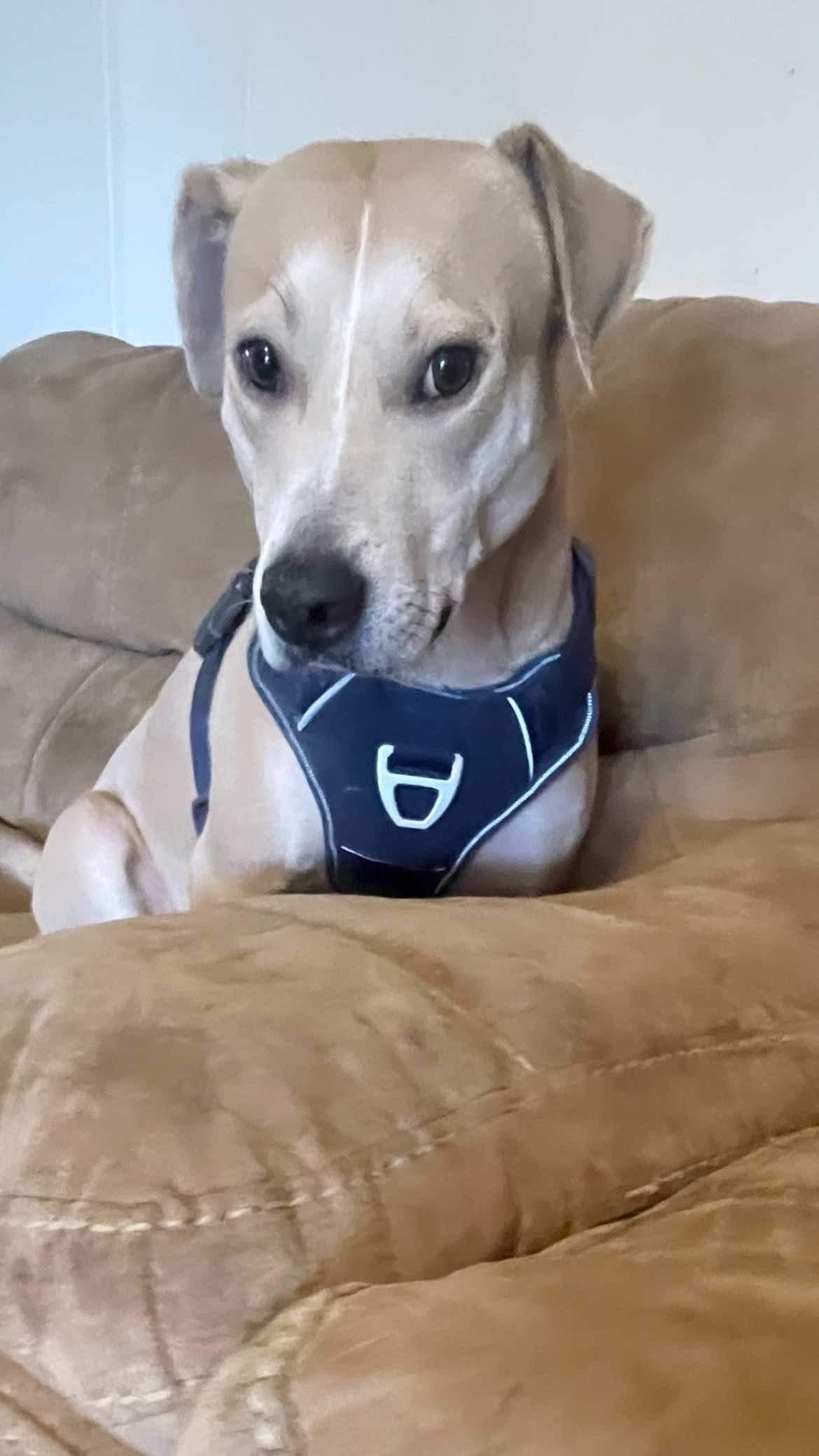 Logan