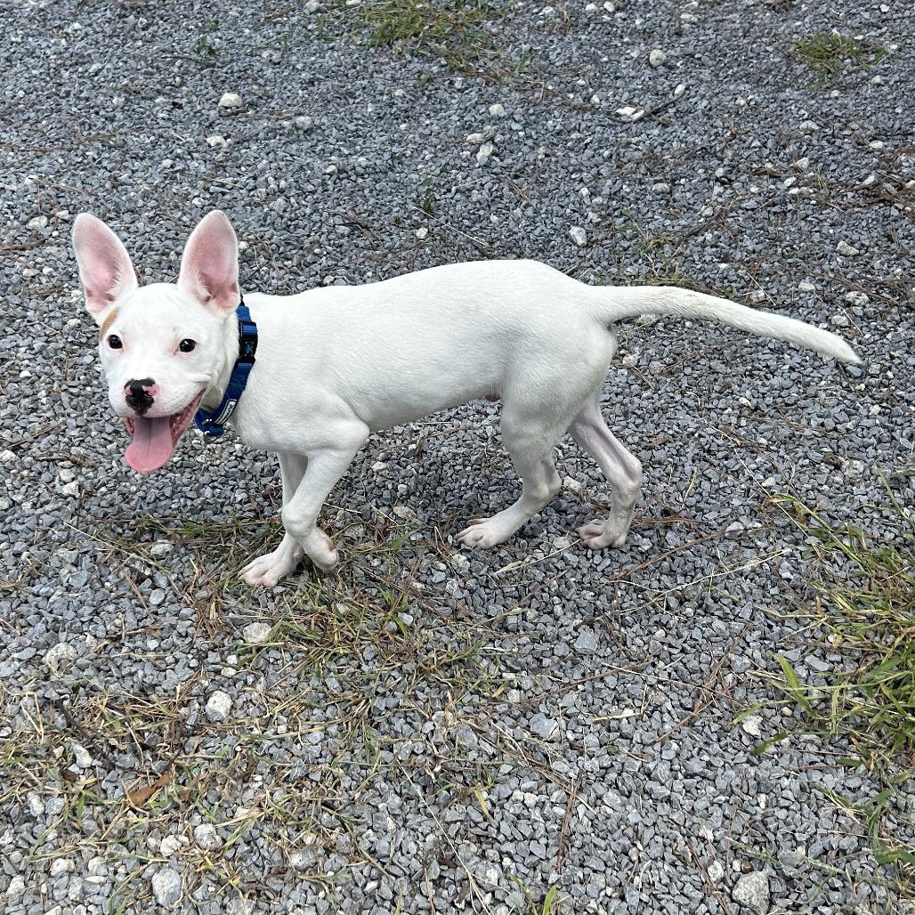 Radar D26-155, Adoptable, Young Male Pit Bull Terrier.