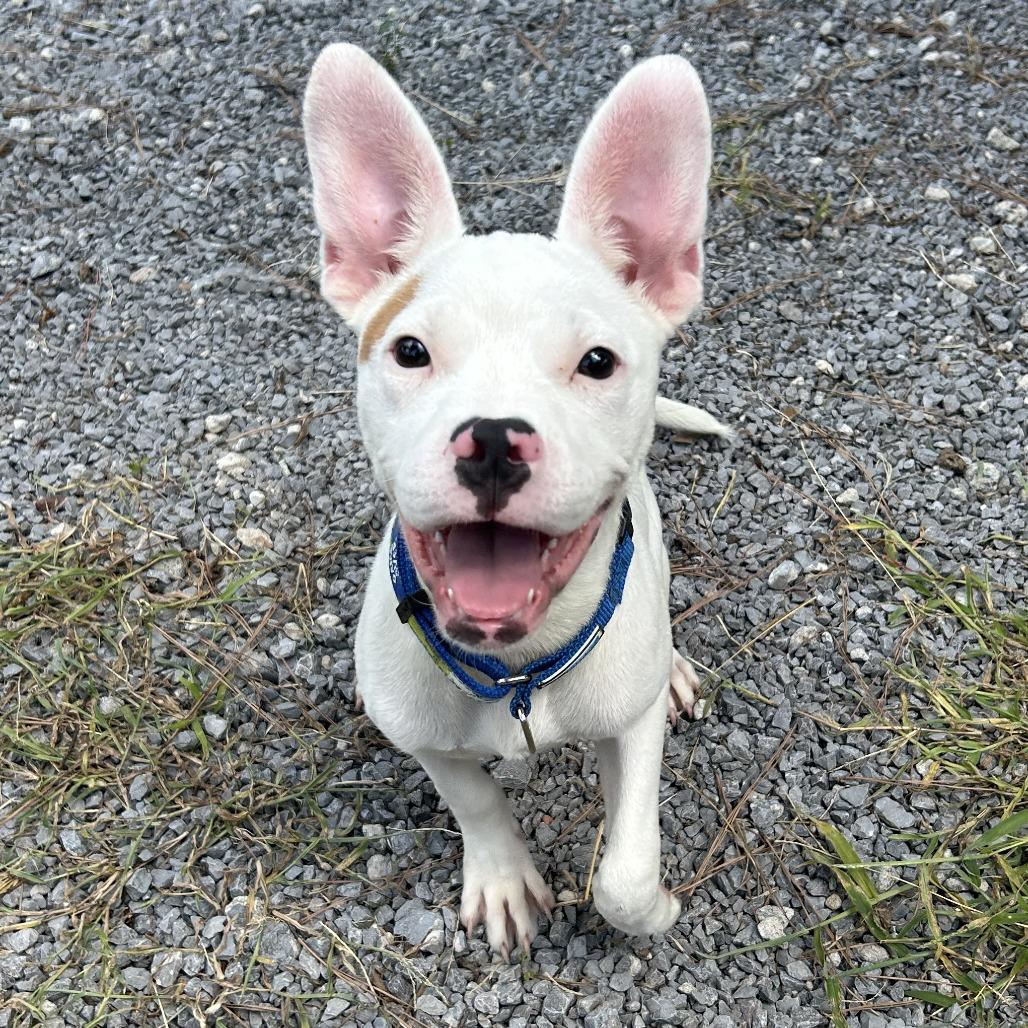 Enlarge Radar D26-155, a Adoptable Pit Bull Terrier in Lebanon, TN image 2/6