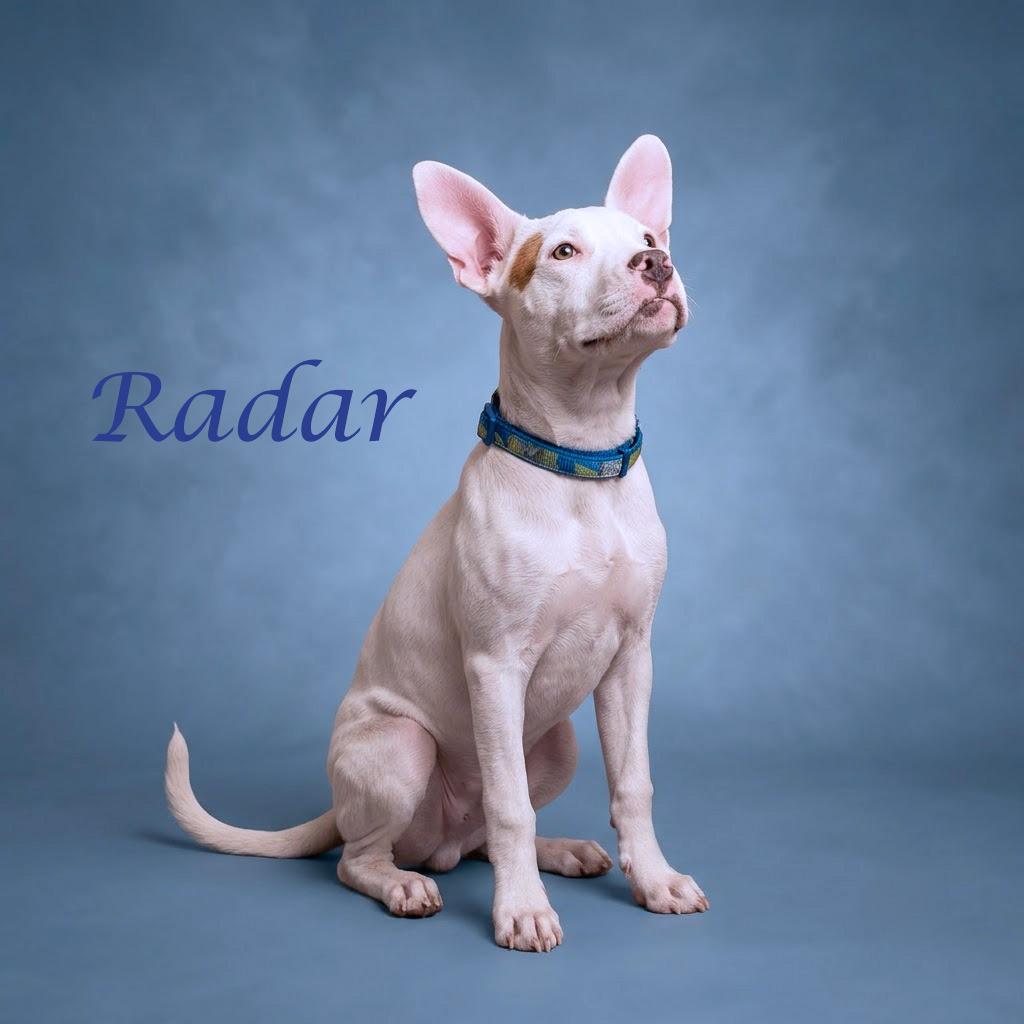 Enlarge Radar D26-155, a Adoptable Pit Bull Terrier in Lebanon, TN image 3/6