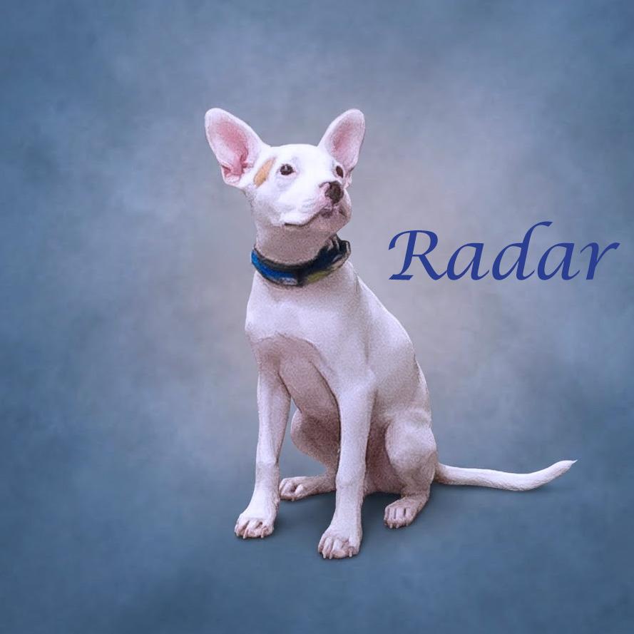 Enlarge Radar D26-155, a Adoptable Pit Bull Terrier in Lebanon, TN image 4/6
