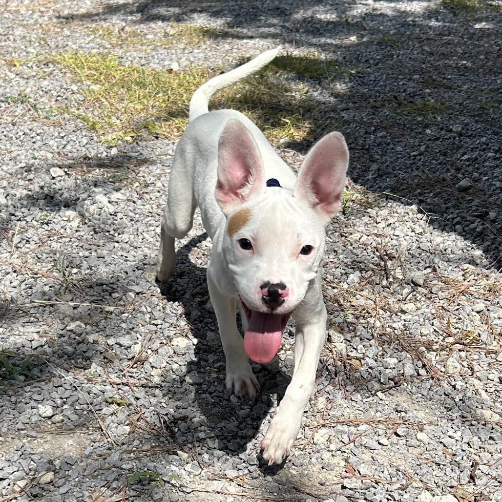 Enlarge Radar D26-155, a Adoptable Pit Bull Terrier in Lebanon, TN image 5/6