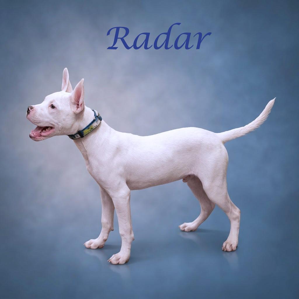 Enlarge Radar D26-155, a Adoptable Pit Bull Terrier in Lebanon, TN image 6/6