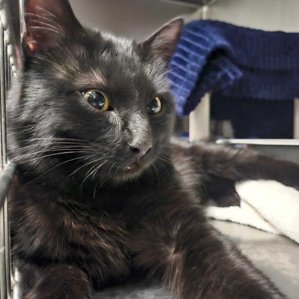 Remmick *Available Soon*, Adoptable, Adult Male Domestic Short Hair.