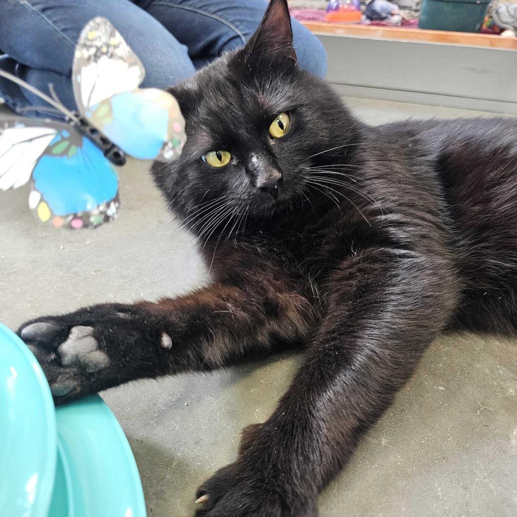 Enlarge Remmick *Available Soon*, a Adoptable Domestic Short Hair in Dover, NH image 2/6