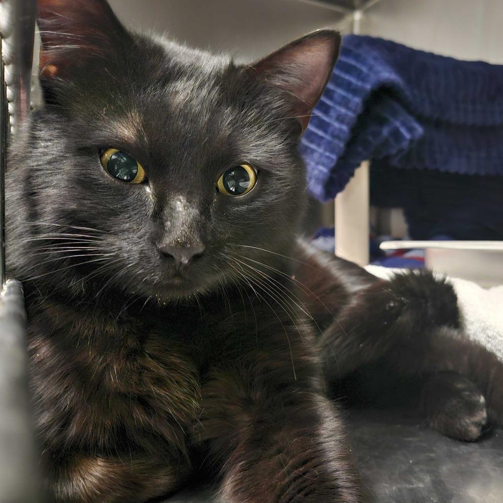 Enlarge Remmick *Available Soon*, a Adoptable Domestic Short Hair in Dover, NH image 3/6