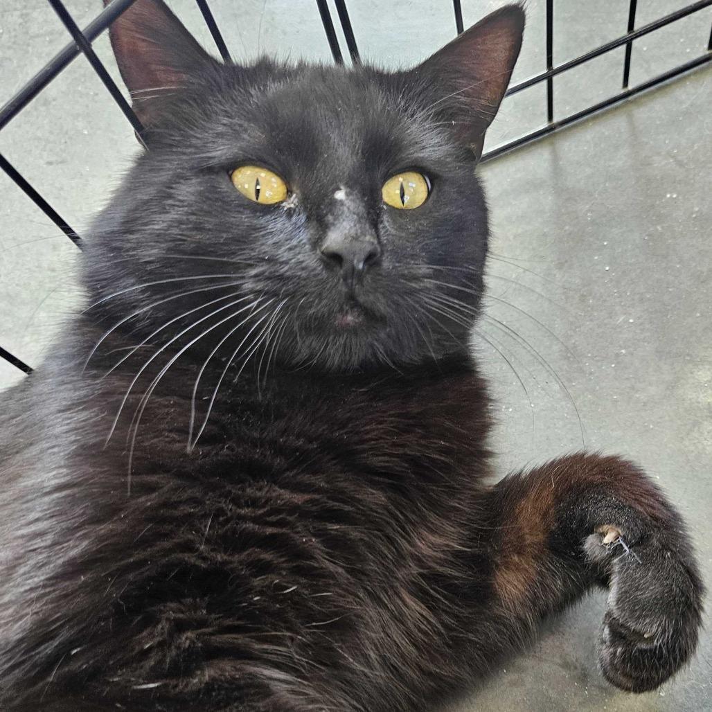 Enlarge Remmick *Available Soon*, a Adoptable Domestic Short Hair in Dover, NH image 4/6