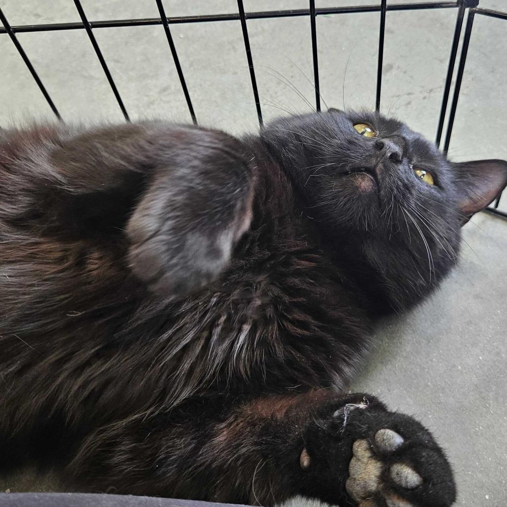 Enlarge Remmick *Available Soon*, a Adoptable Domestic Short Hair in Dover, NH image 5/6