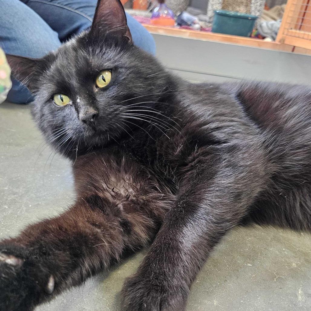 Enlarge Remmick *Available Soon*, a Adoptable Domestic Short Hair in Dover, NH image 6/6