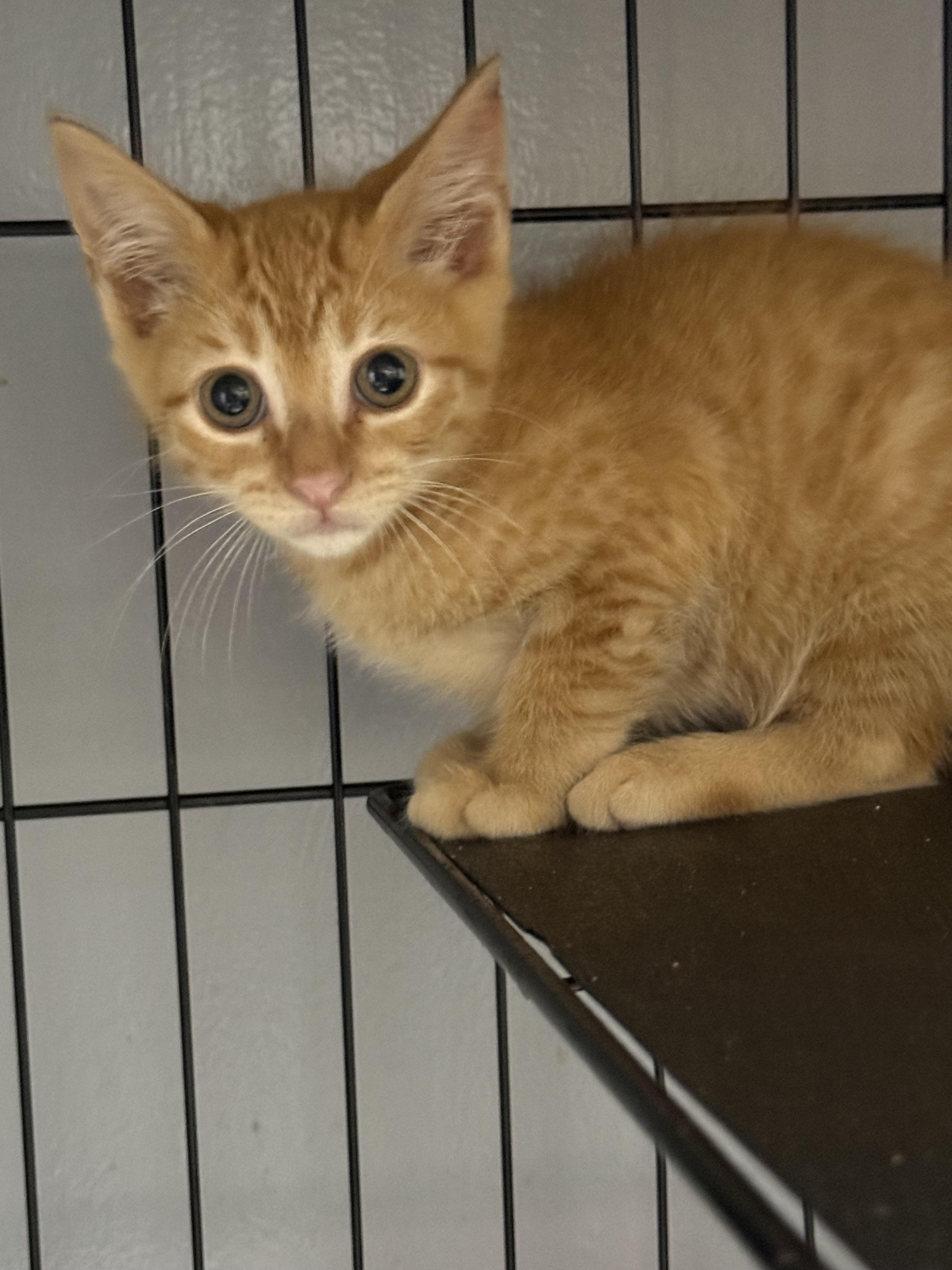 Taylor, Adoptable, Kitten Male Domestic Short Hair.