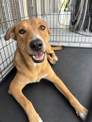 Sue, Adoptable, Adult Female Basenji.